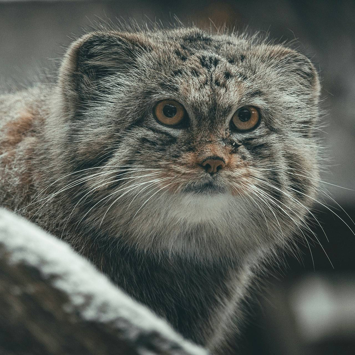 Встречайте, наша сегодняшняя фотомодель, гений зажировки, маскот Шейкер-квиза, его Величество манул!