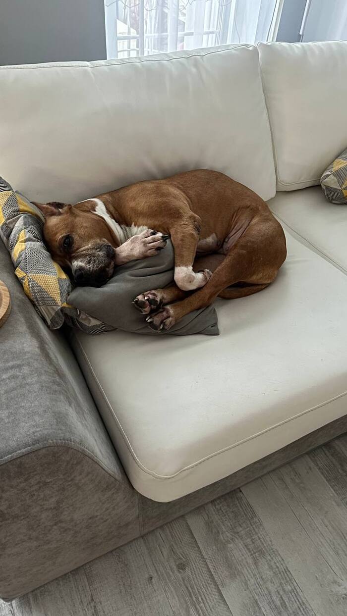 Так выглядит депрессия у собак-убийц