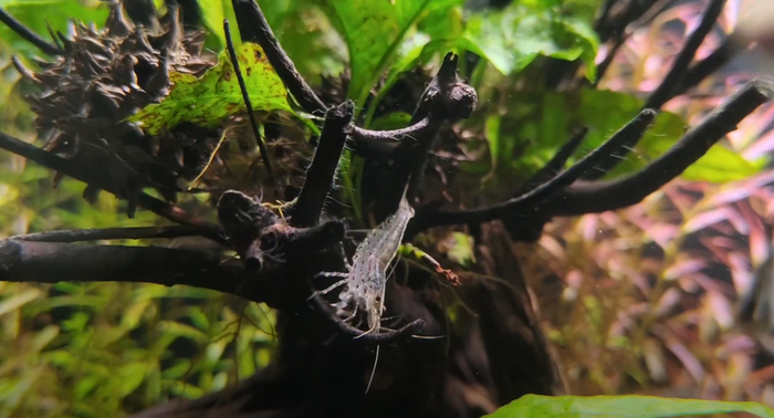 Caridina Multidentata    .