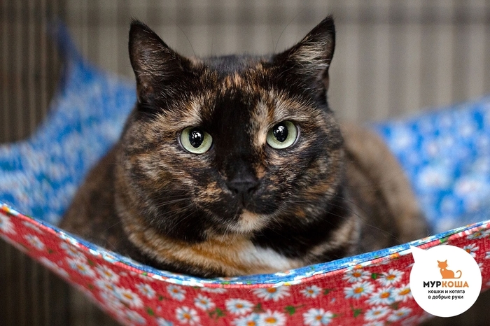  , 4 ,   .  .        - .  ,              .