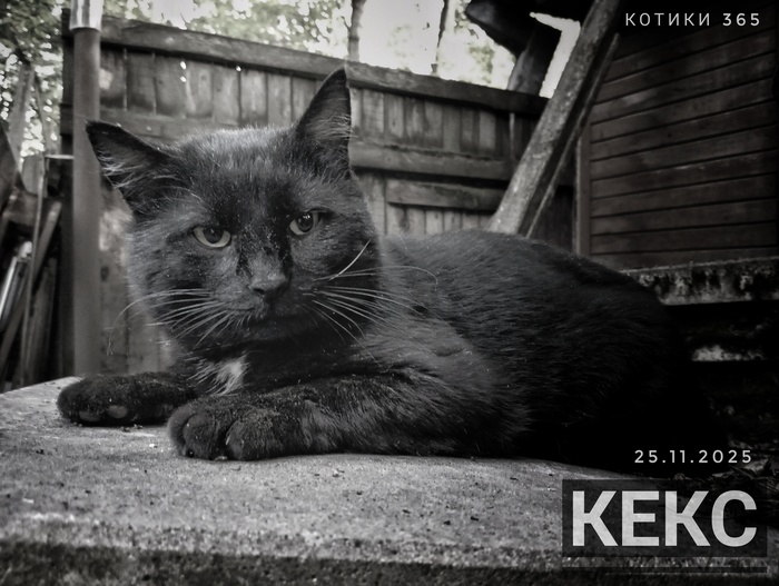 Кекс 25.11.2025