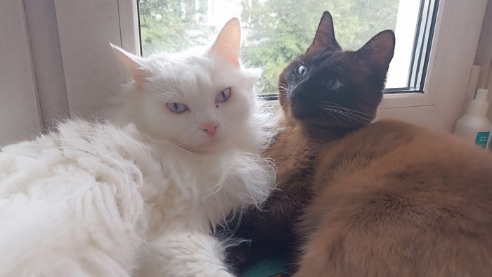 Отвлекла от охоты на воробьев