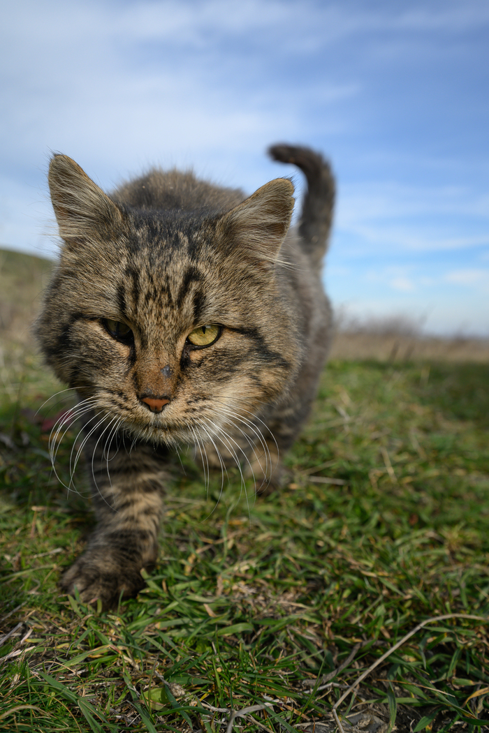 Несмотря на такой брутальный вид,кот оказался очень добрым и ручным.
