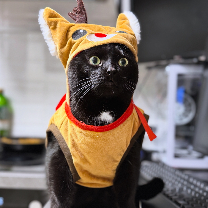 Ответ на пост «"Подтвердите, что вы пикабушник, добавив фото кота"»