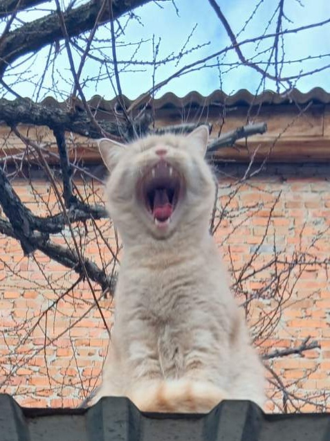 ����� ������)