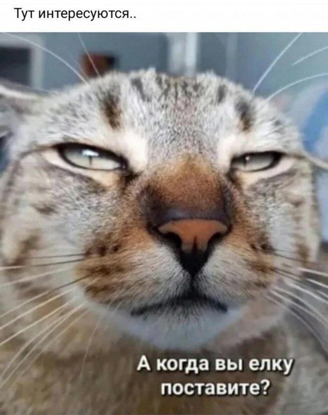 Домашний Василий и его родня