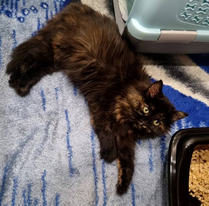 892 хвост нашел свой новый дом. Кисуля из Любани стала домашней