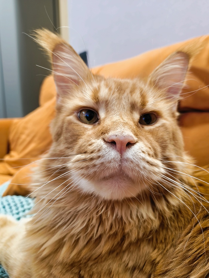    &quot;,   ,   &quot;