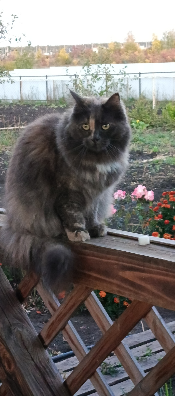    &quot;,   ,   &quot;