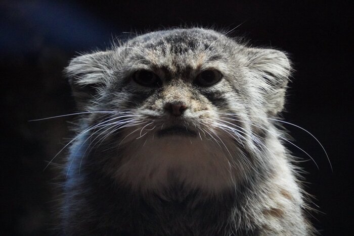 Угрюмого утра...