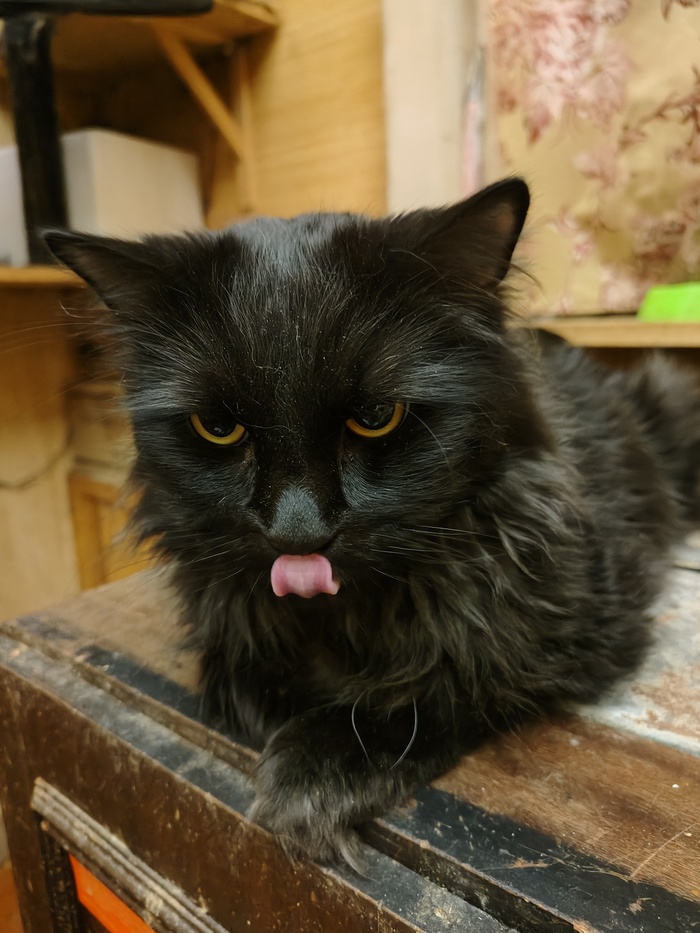 Ответ на пост «"Подтвердите, что вы пикабушник, добавив фото кота"»