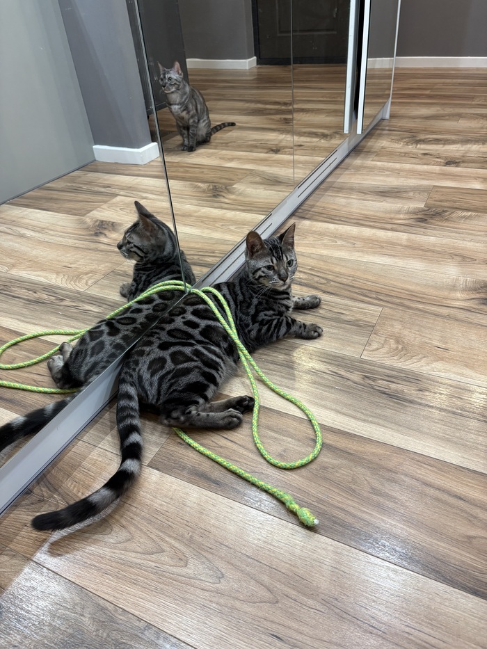 Ответ user10988642 в «"Подтвердите, что вы пикабушник, добавив фото кота"»