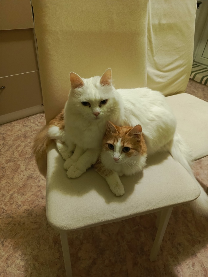 Ответ на пост «"Подтвердите, что вы пикабушник, добавив фото кота"»