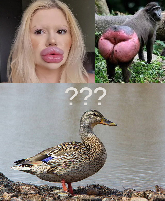 Ответ на пост «Как соцсети сделали нормой "Клюв кряквы"»