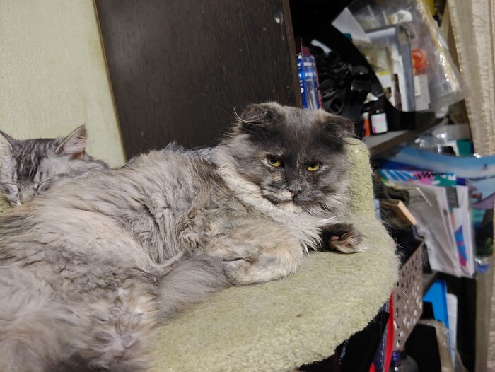 Плод запретной любви вислоухого британца и мейнкунихи (но это не точно). Не смотря на суровую морду, это девочка.