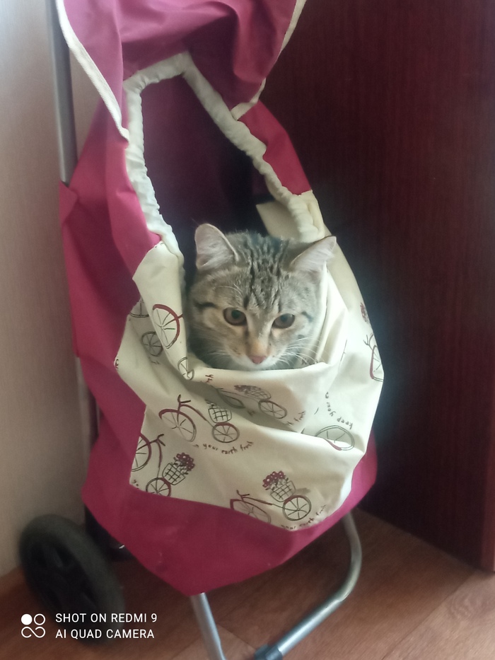 Ответ на пост «"Подтвердите, что вы пикабушник, добавив фото кота"»