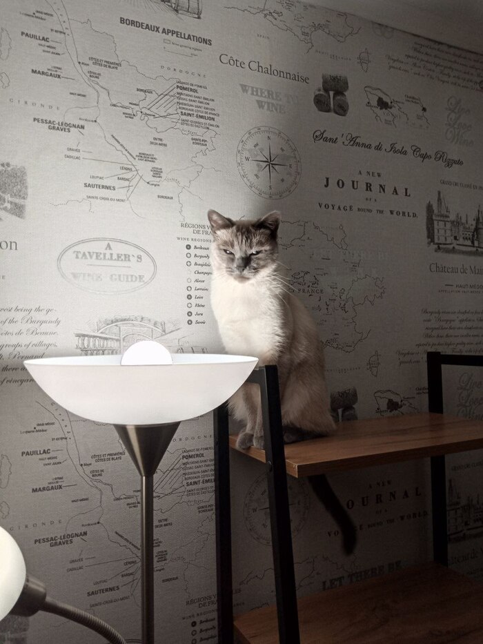 Ответ на пост «"Подтвердите, что вы пикабушник, добавив фото кота"»