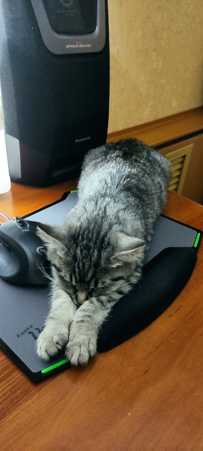 Ответ на пост «"Подтвердите, что вы пикабушник, добавив фото кота"»