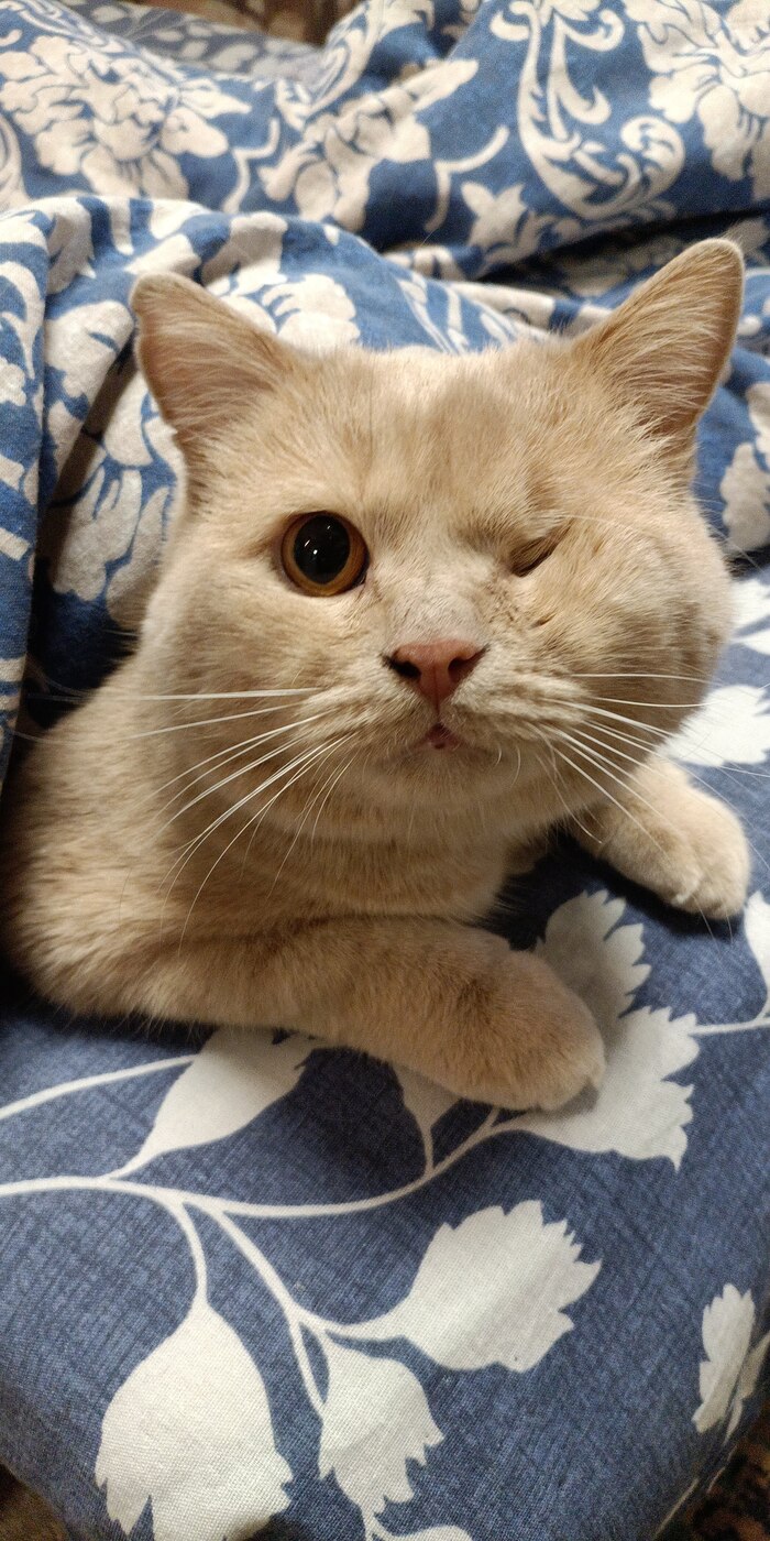    &quot;,   ,   &quot;