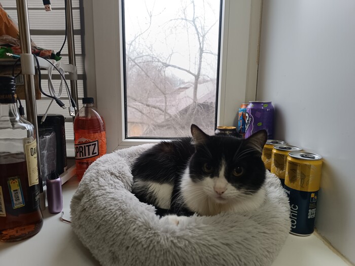    &quot;,   ,   &quot;