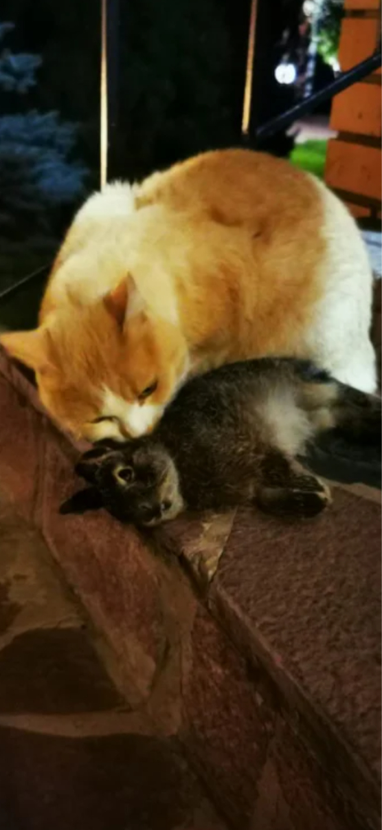 Ответ на пост «"Подтвердите, что вы пикабушник, добавив фото кота"»