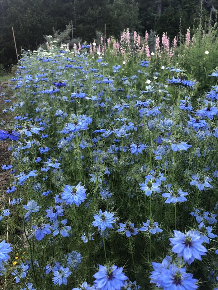     .    <!--noindex--><a href="https://pikabu.ru/story/lekarstvennyie__chernushka_posevnaya_ili_chyornyiy_tmin_13446783?u=http%3A%2F%2Freddit.com&t=reddit.com&h=200454e4ba6d2f6af5eb2b3fd3a256d0ec2af362" title="http://reddit.com" target="_blank" rel="nofollow noopener">reddit.com</a><!--/noindex-->