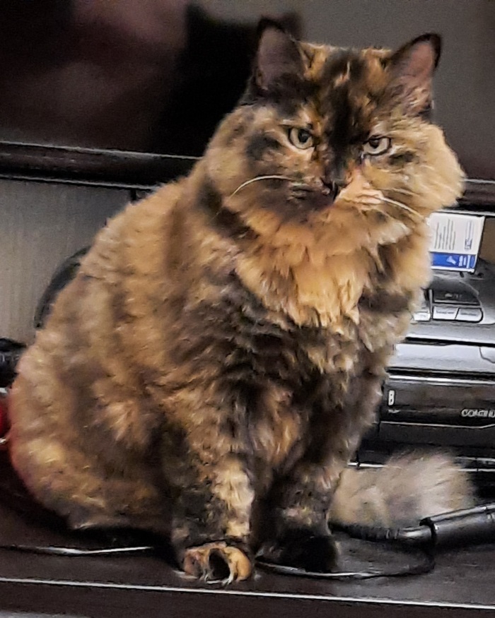    &quot;,   ,   &quot;