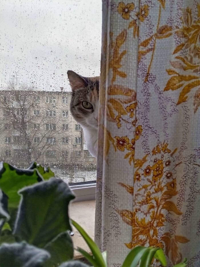 Ответ на пост «"Подтвердите, что вы пикабушник, добавив фото кота"»