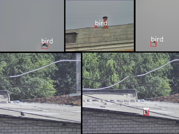 Голубей ловит хорошо