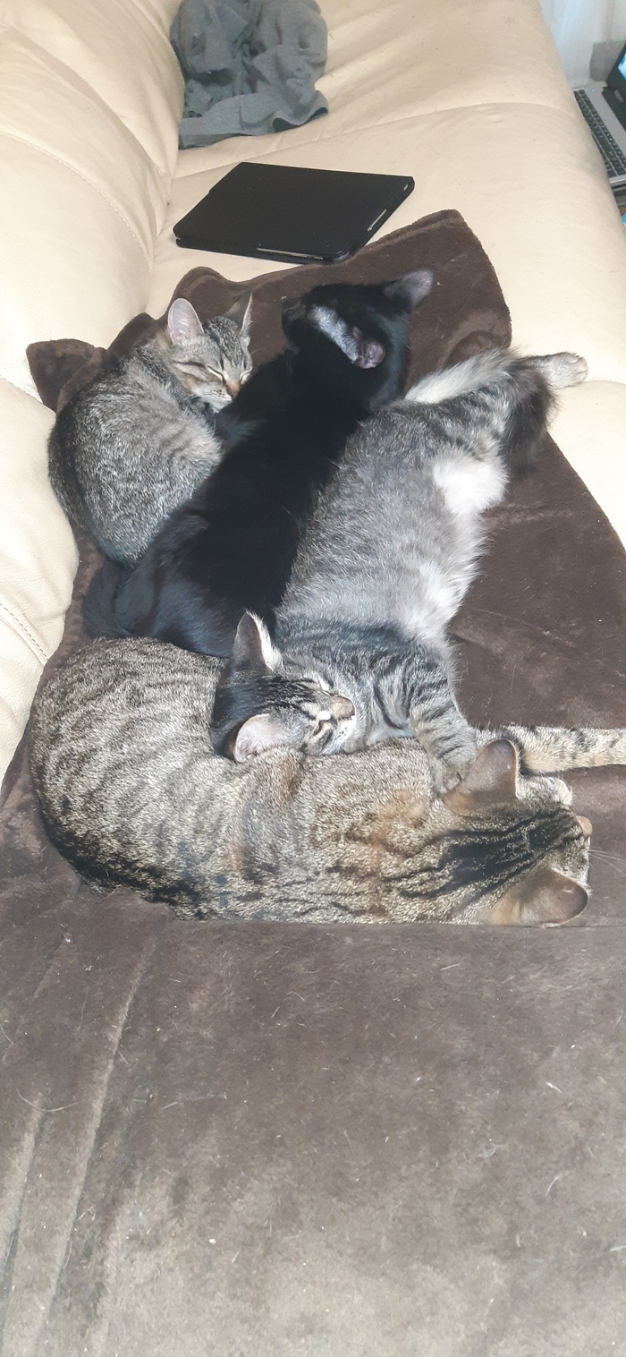 "Подтвердите, что вы пикабушник, добавив фото кота"