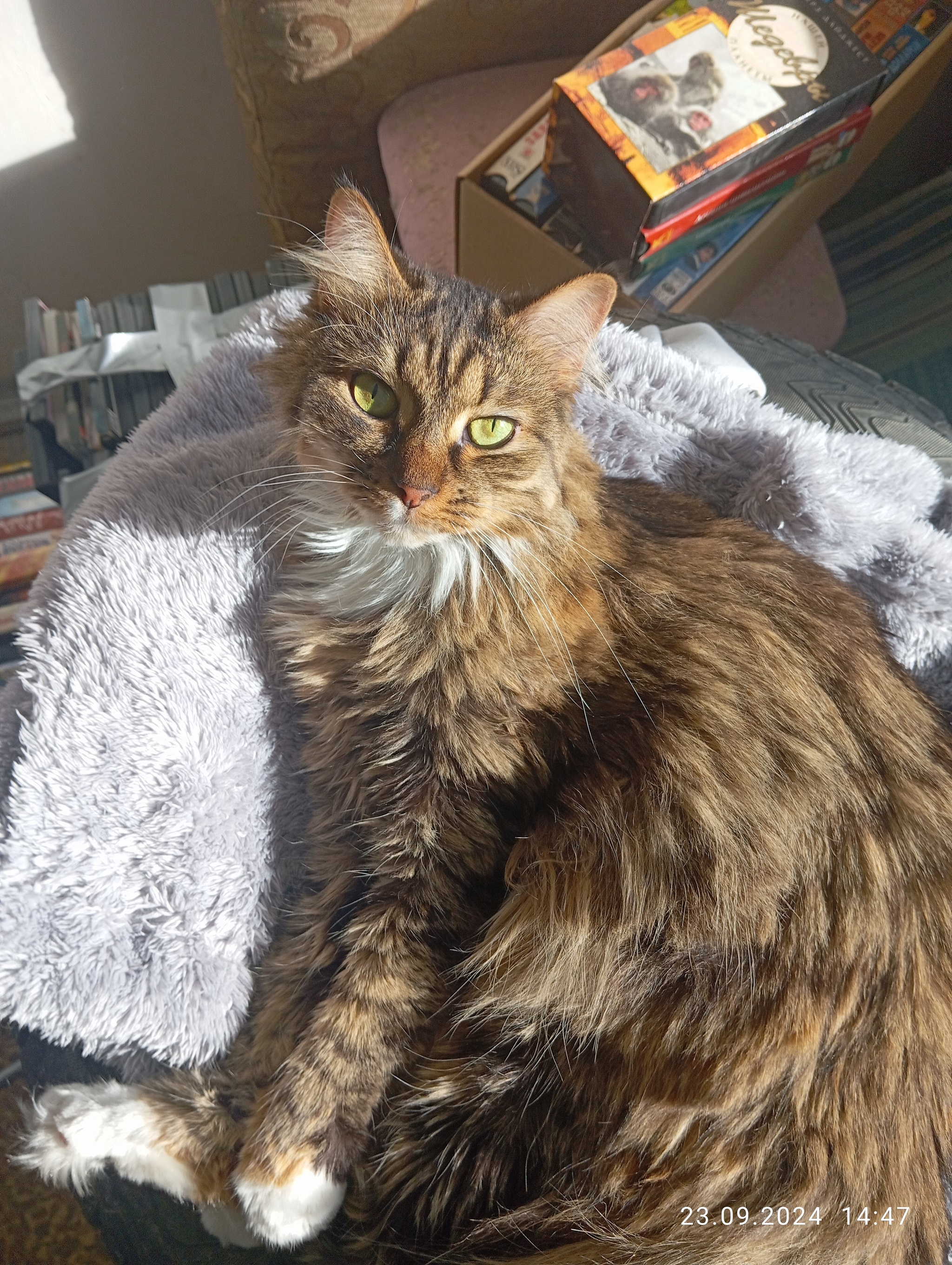 Reply to the post Confirm you're a Pikabu user by adding a photo of your cat. - Pick-up headphones, cat, The photo, A wave of posts, Tricolor cat, Reply to post