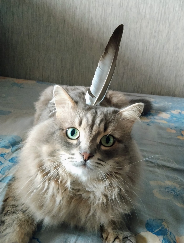 Ответ на пост «"Подтвердите, что вы пикабушник, добавив фото кота"»