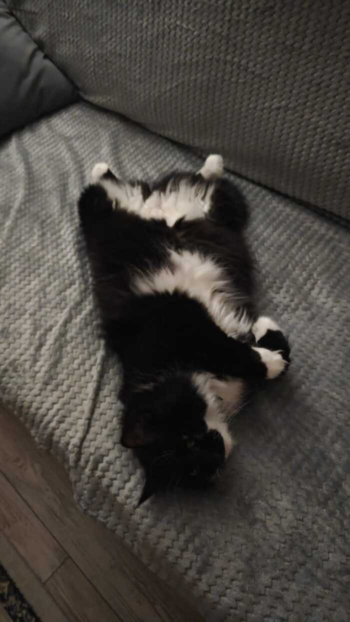 Ответ на пост «"Подтвердите, что вы пикабушник, добавив фото кота"»