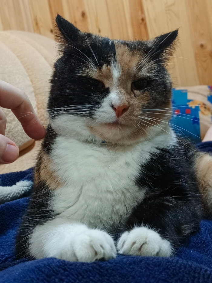 Ответ на пост «"Подтвердите, что вы пикабушник, добавив фото кота"»