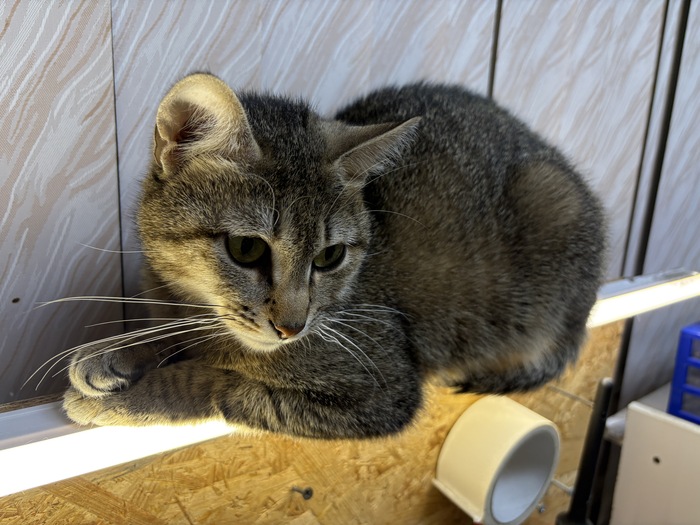    &quot;,   ,   &quot;