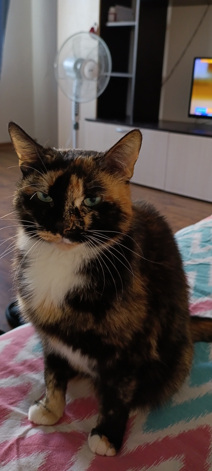    &quot;,   ,   &quot;