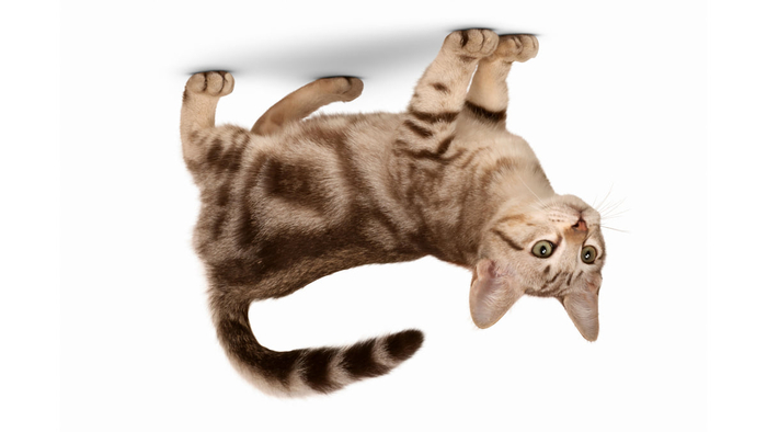 Мист из Австралии