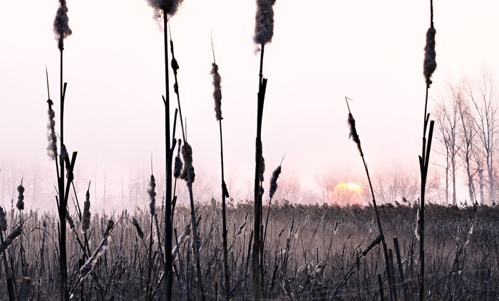 Восход Солнца над Рыбинским водохранилищем и рогоз