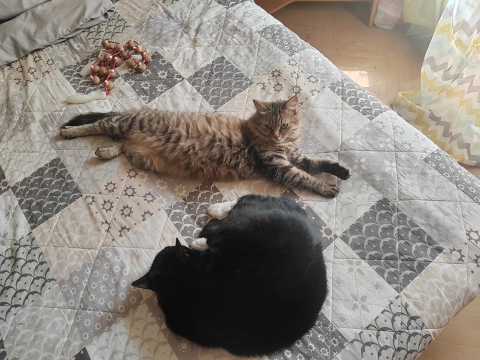 Ответ на пост «"Подтвердите, что вы пикабушник, добавив фото кота"»