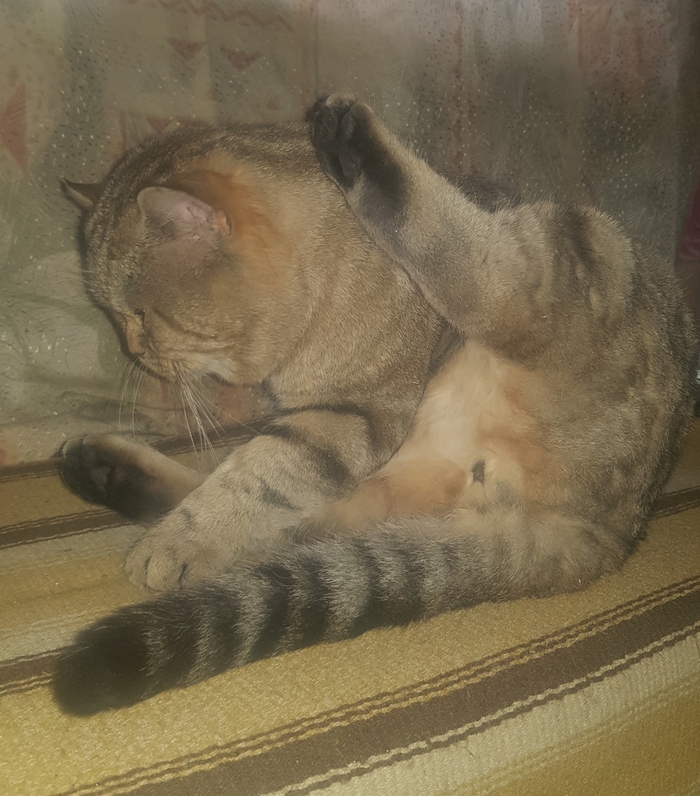    &quot;,   ,   &quot;