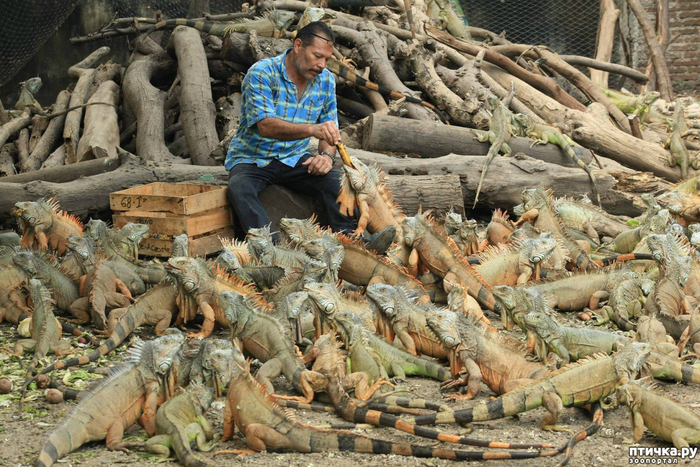 У нас бабушки выходят утром во двор, чтобы кормить кошек, а в Америке сердабольные местные кормят рептилоидов.
