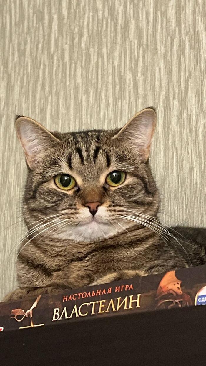 Кот (кошка) пикабушника