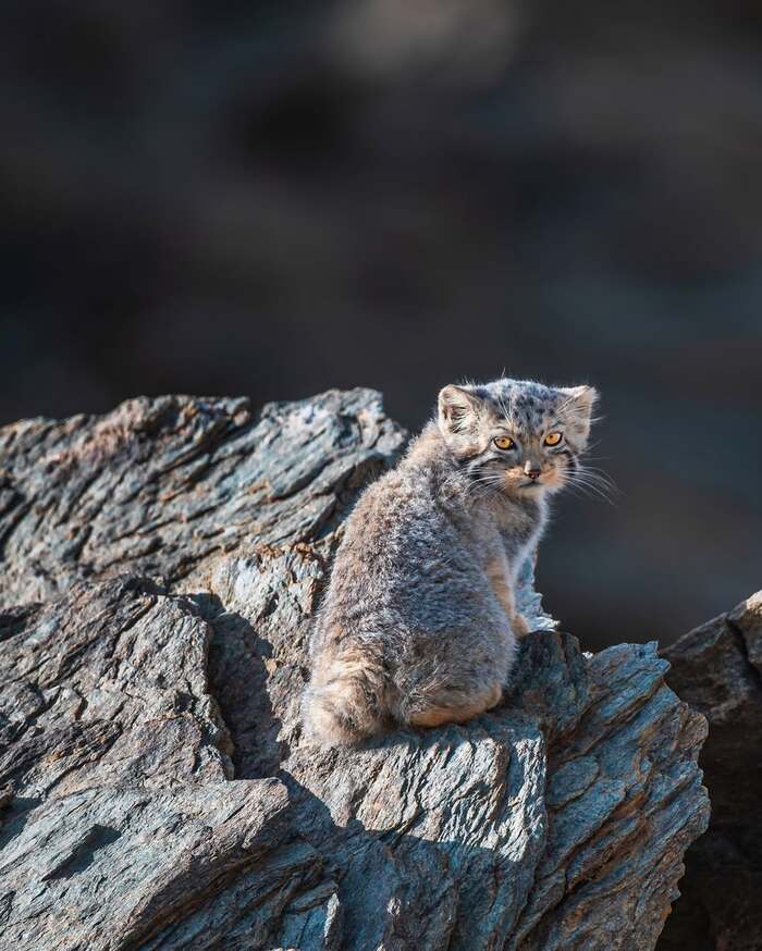 Когда осознал, что люди называют тебя "ворчливым котом",...