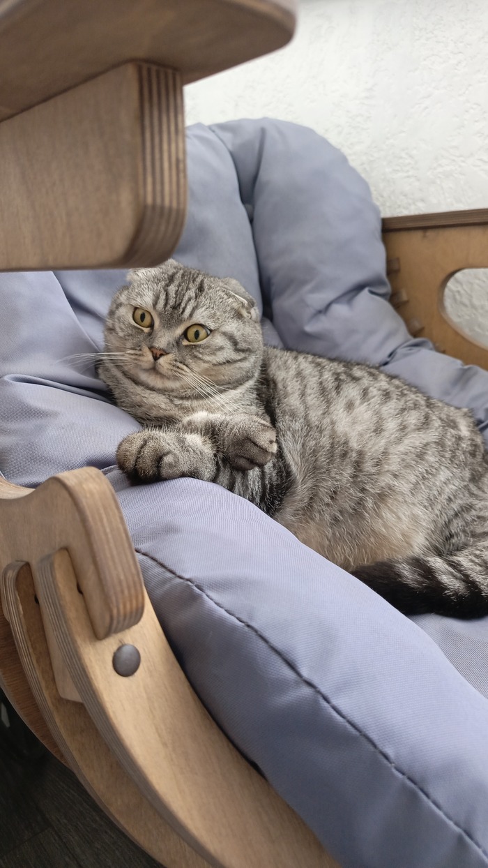 Ответ yjubherb в «"Подтвердите, что вы пикабушник, добавив фото кота"»