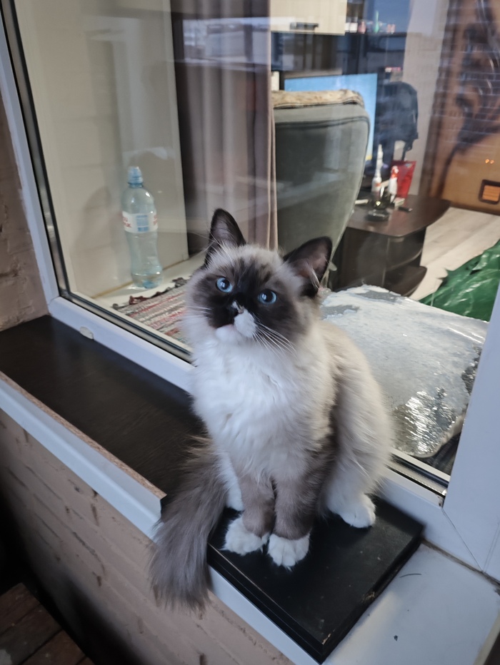 Я пикабушник