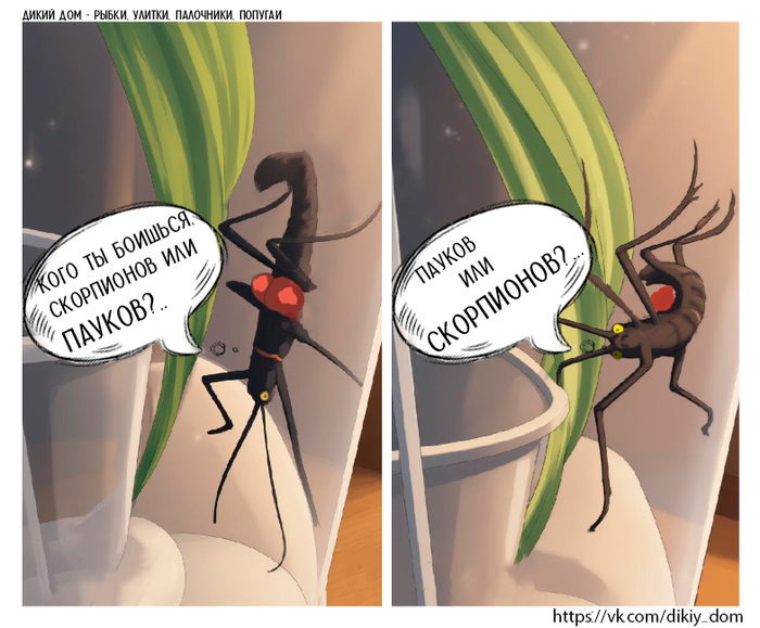   ( , Peruphasma schultei)       ,      .   -          