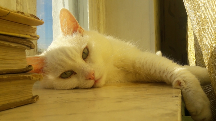 Ответ на пост «"Подтвердите, что вы пикабушник, добавив фото кота"»