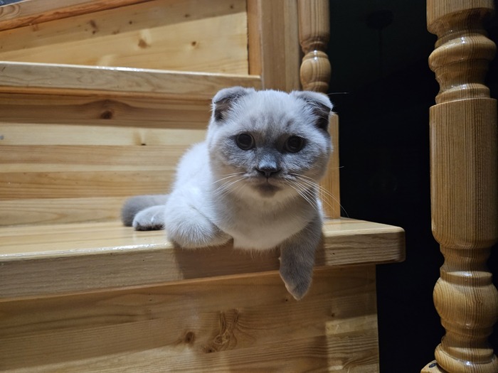    &quot;,   ,   &quot;