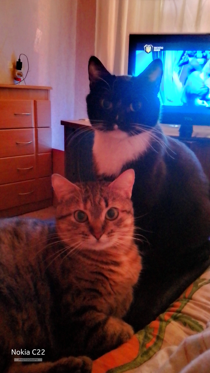    &quot;,   ,   &quot;