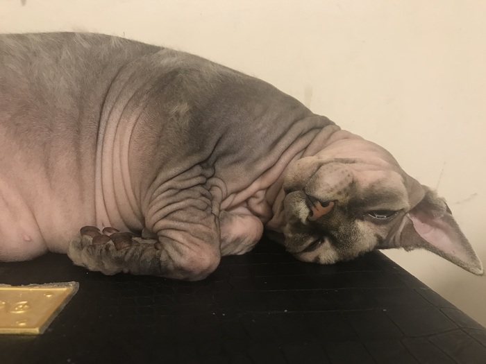 Ответ на пост «"Подтвердите, что вы пикабушник, добавив фото кота"»